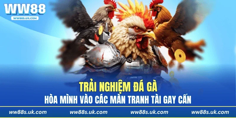 Trải nghiệm đá gà, hòa mình vào các màn tranh tài gay cấn